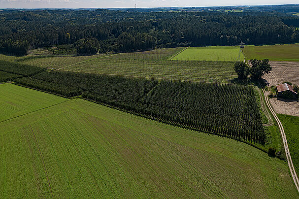 Hopfengärten Pfaffenhofen