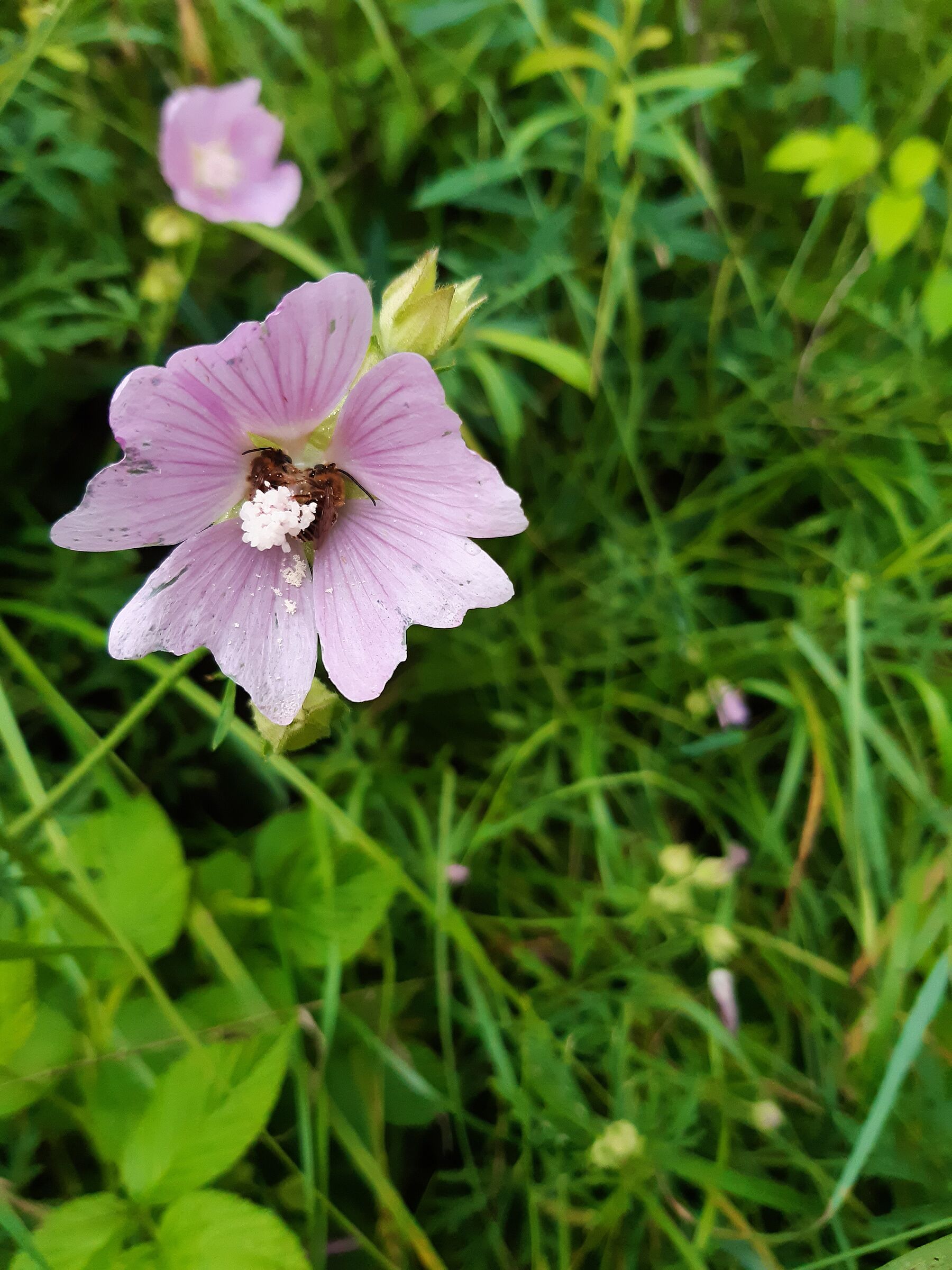 Malvenlanghornbiene in Blüte